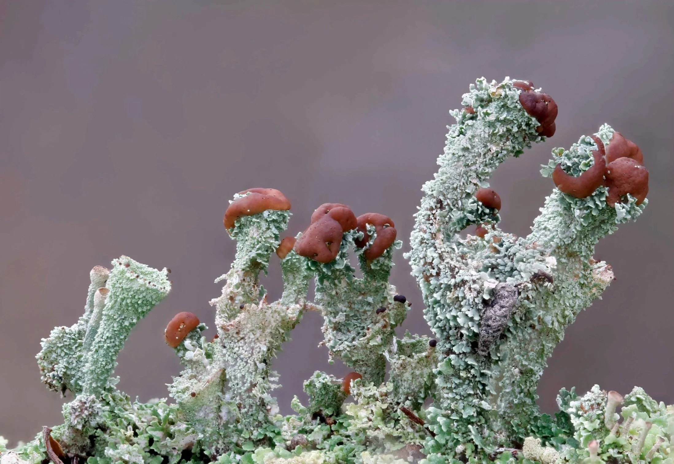 Y CAE / THE FIELD - A VALLEY FFOCWS PROJECT