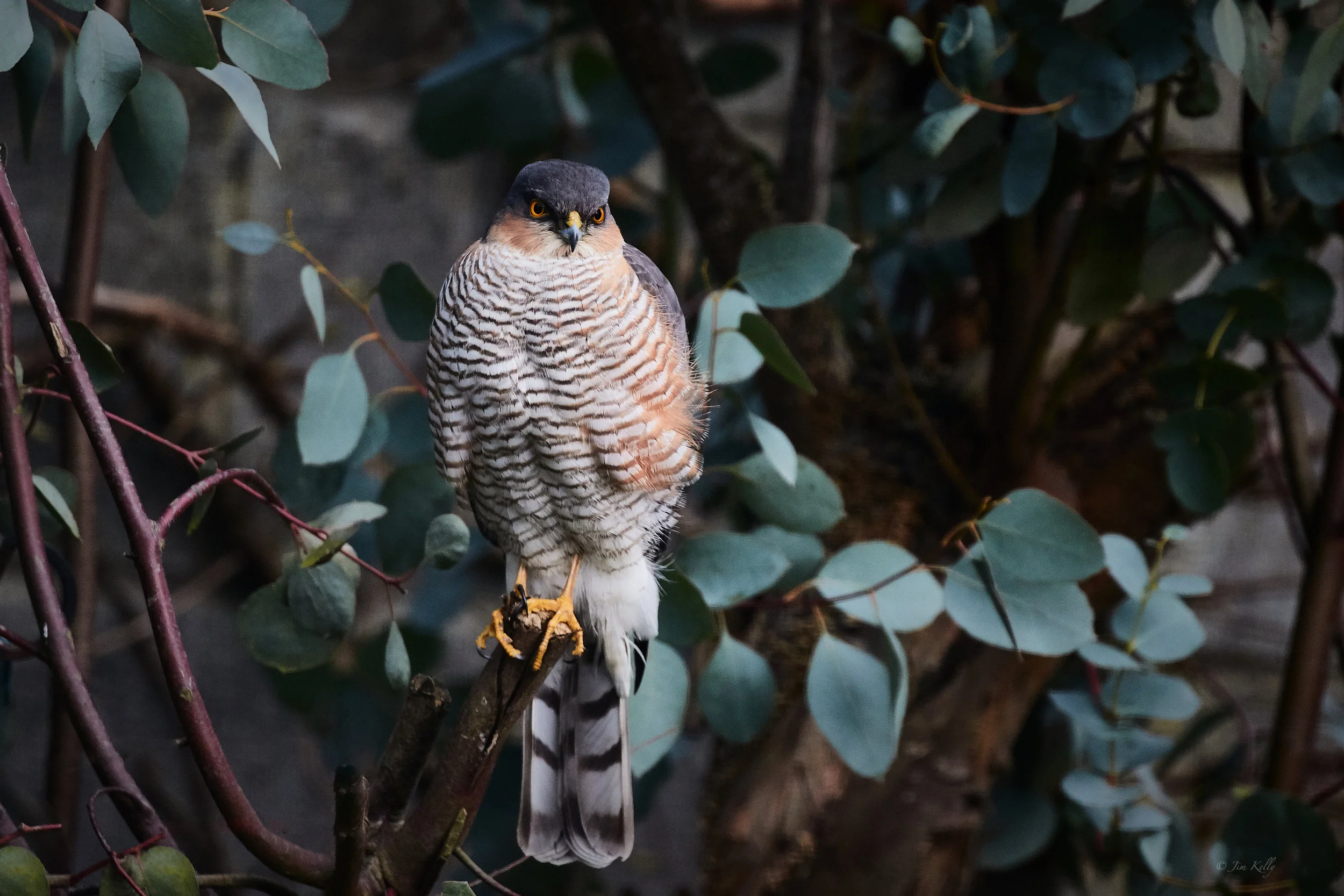 Sparrow Hawk.jpg