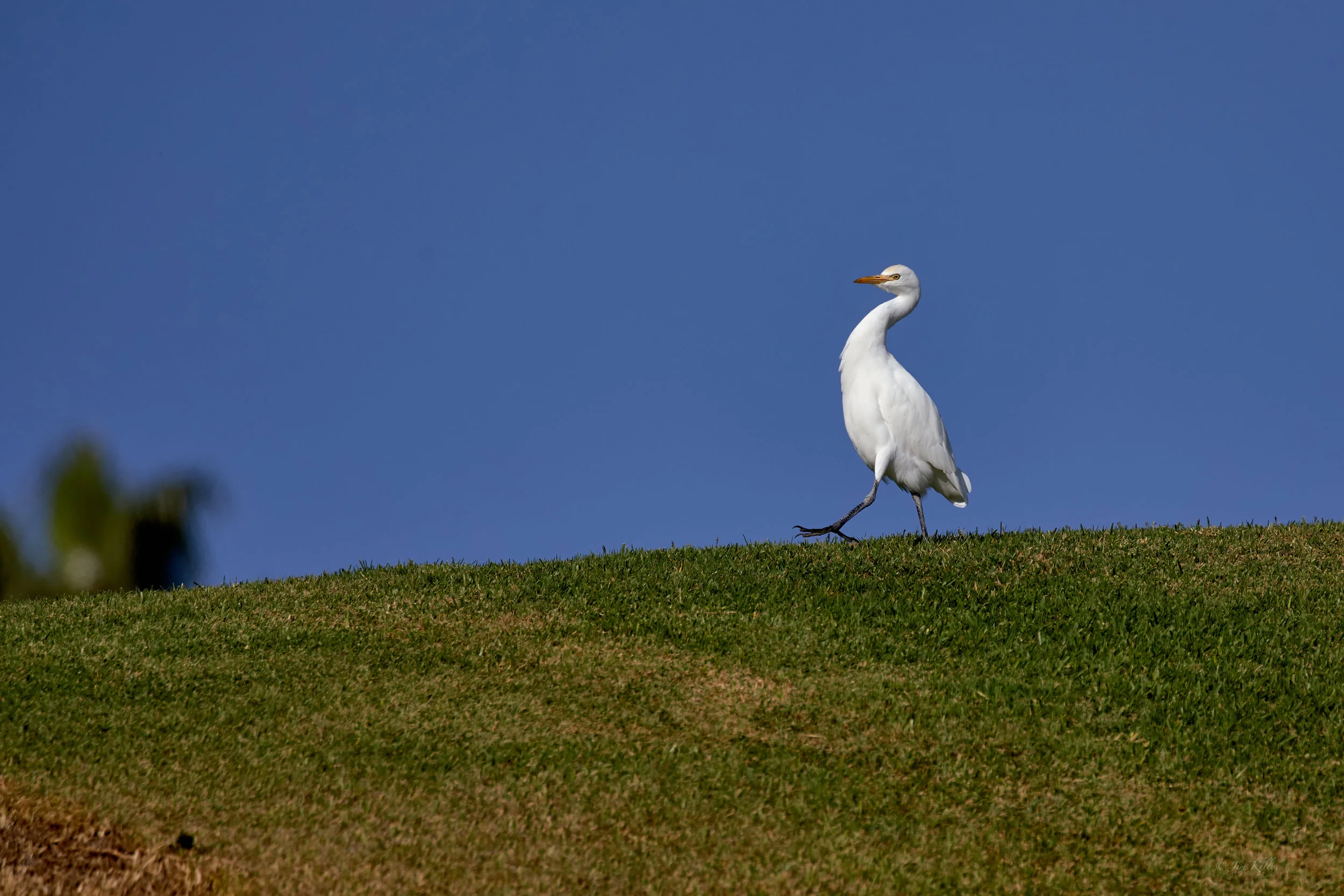 Cattle Egret