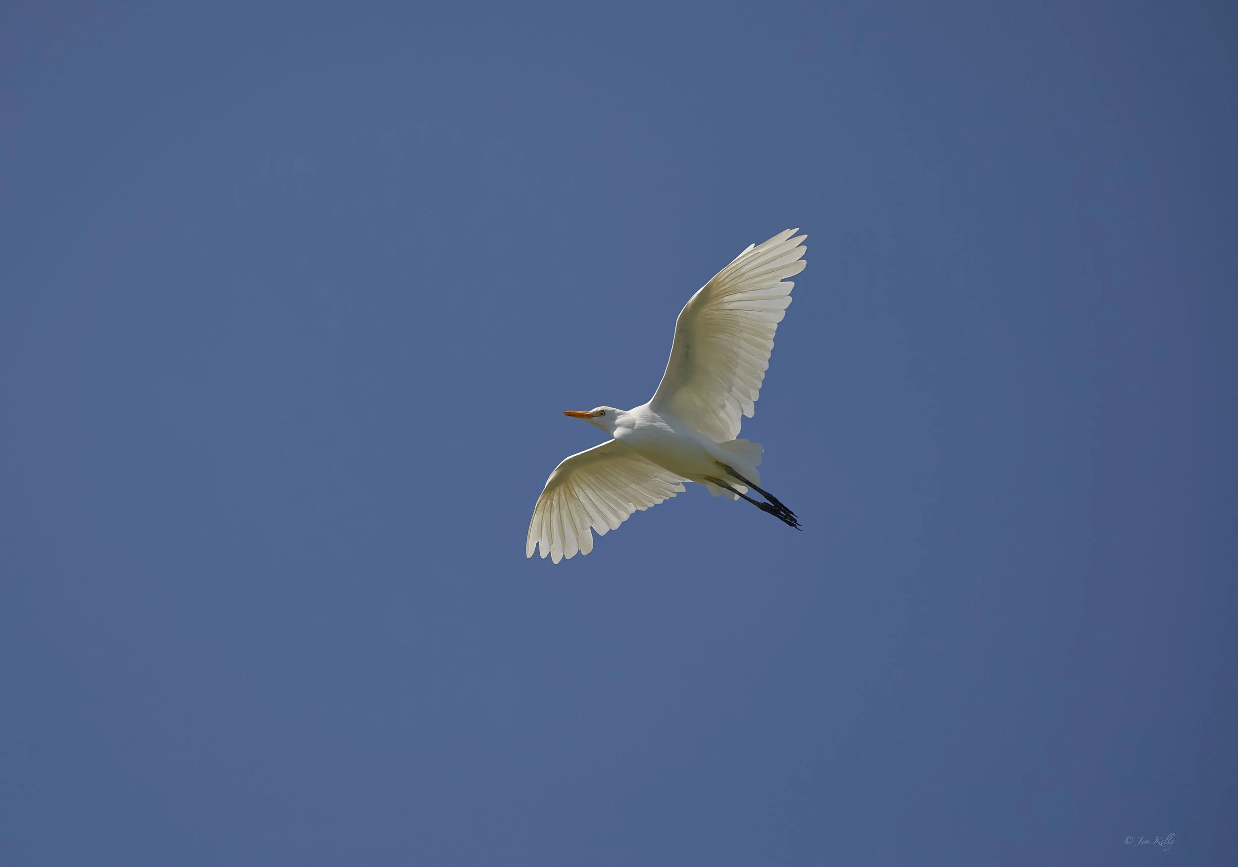 Cattle Egret