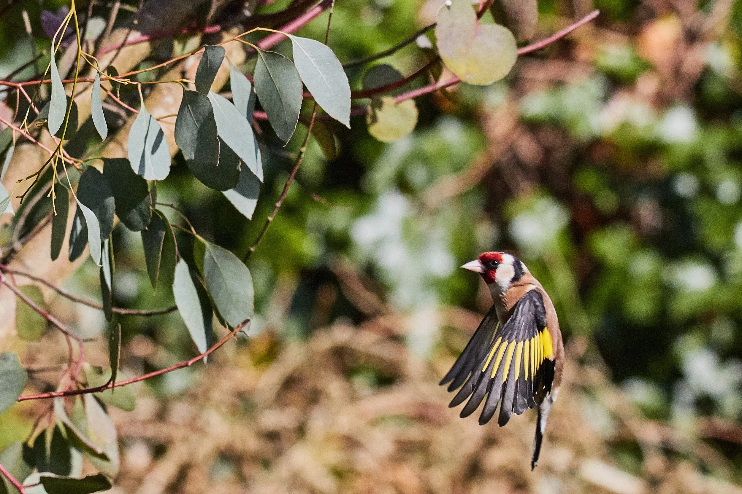 Goldfinch