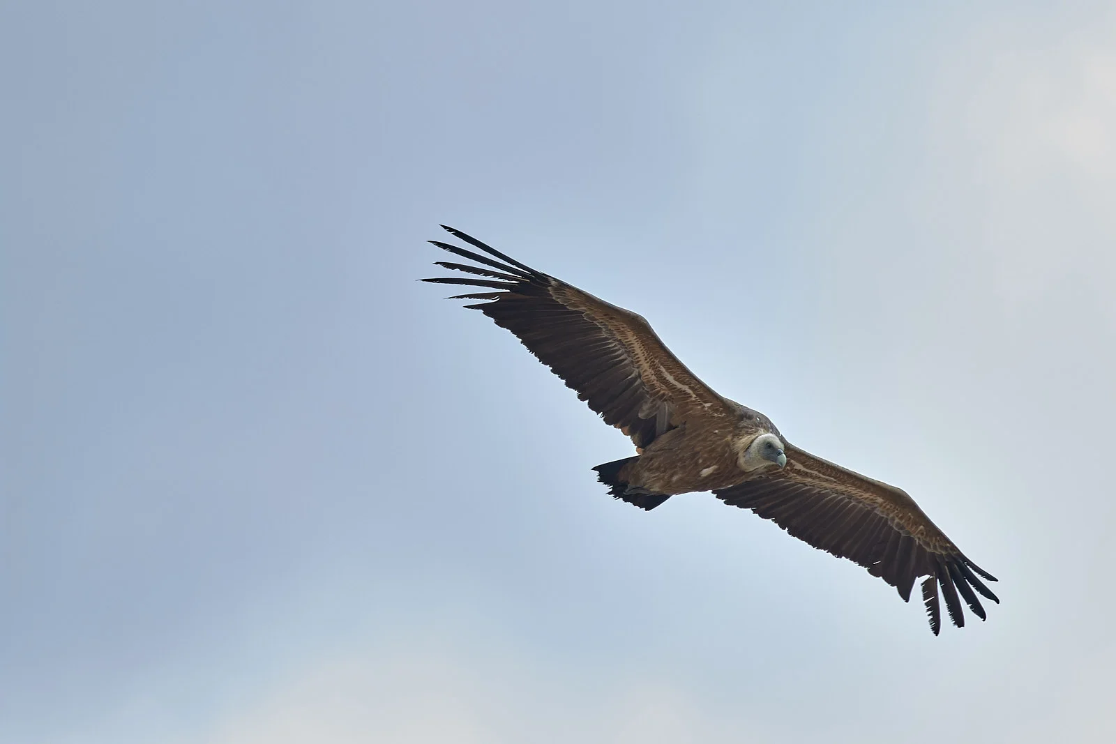 Griffon Vulture