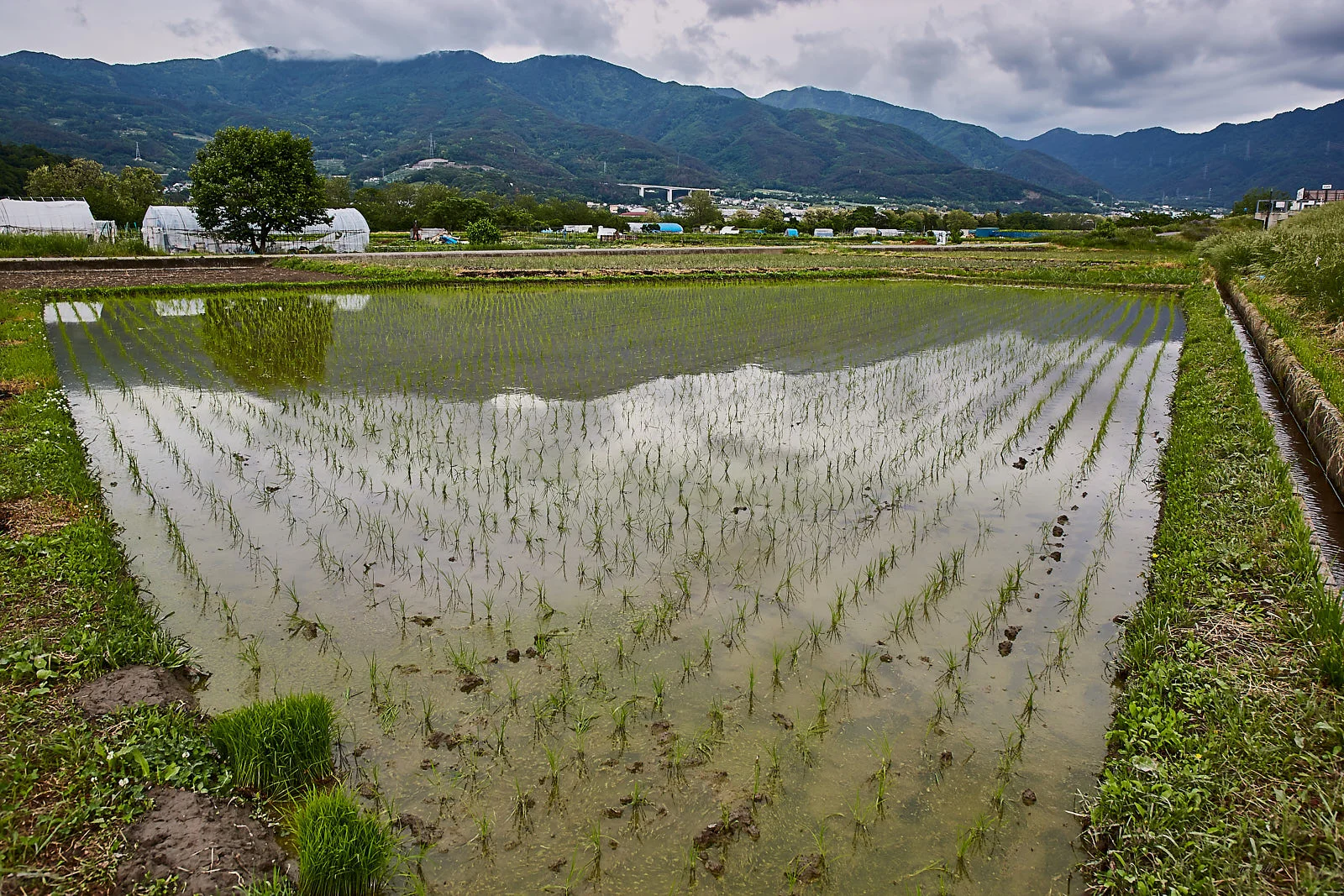 Rice Paddyfield.jpg