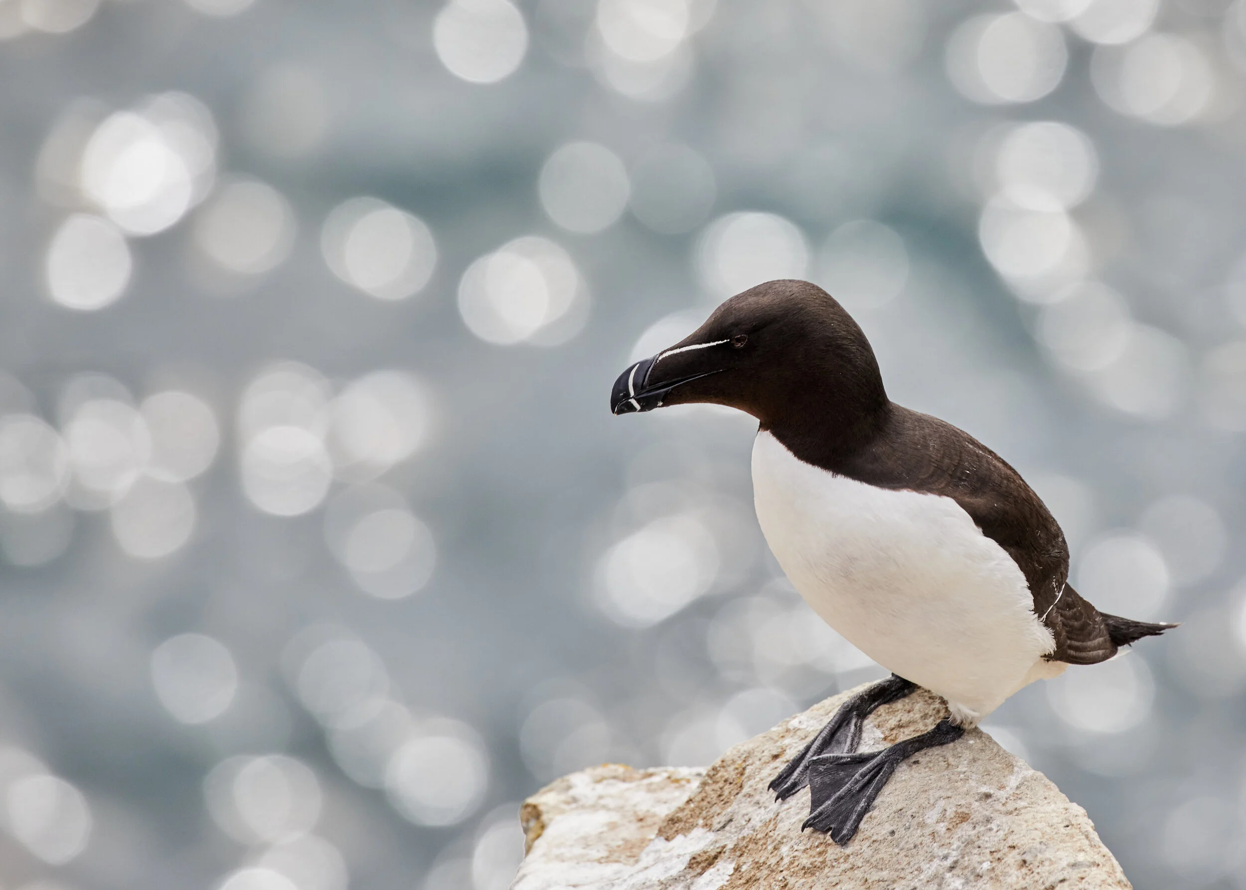 Razorbill.jpg