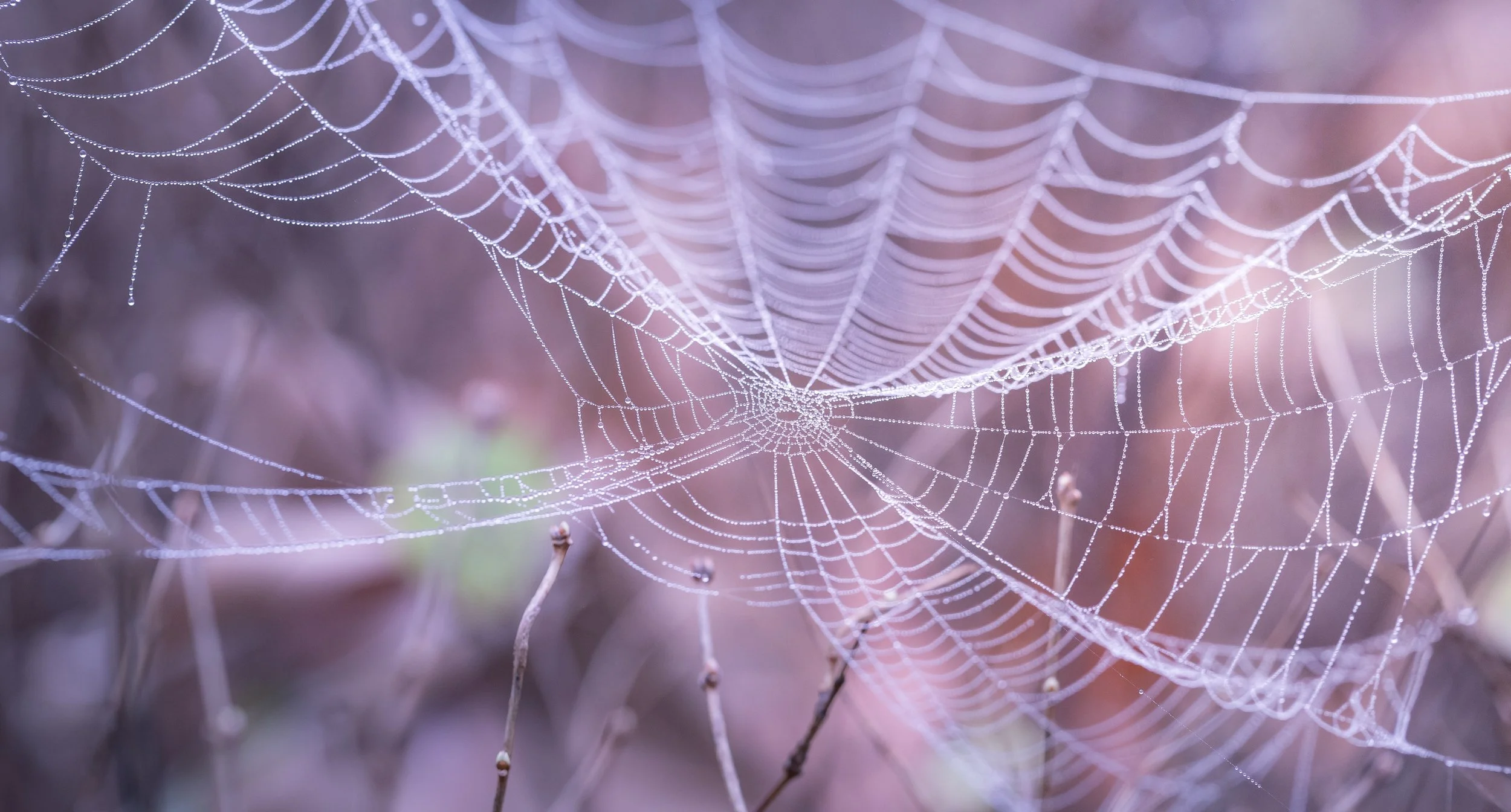 blur-close-up-cobweb-217877.jpg