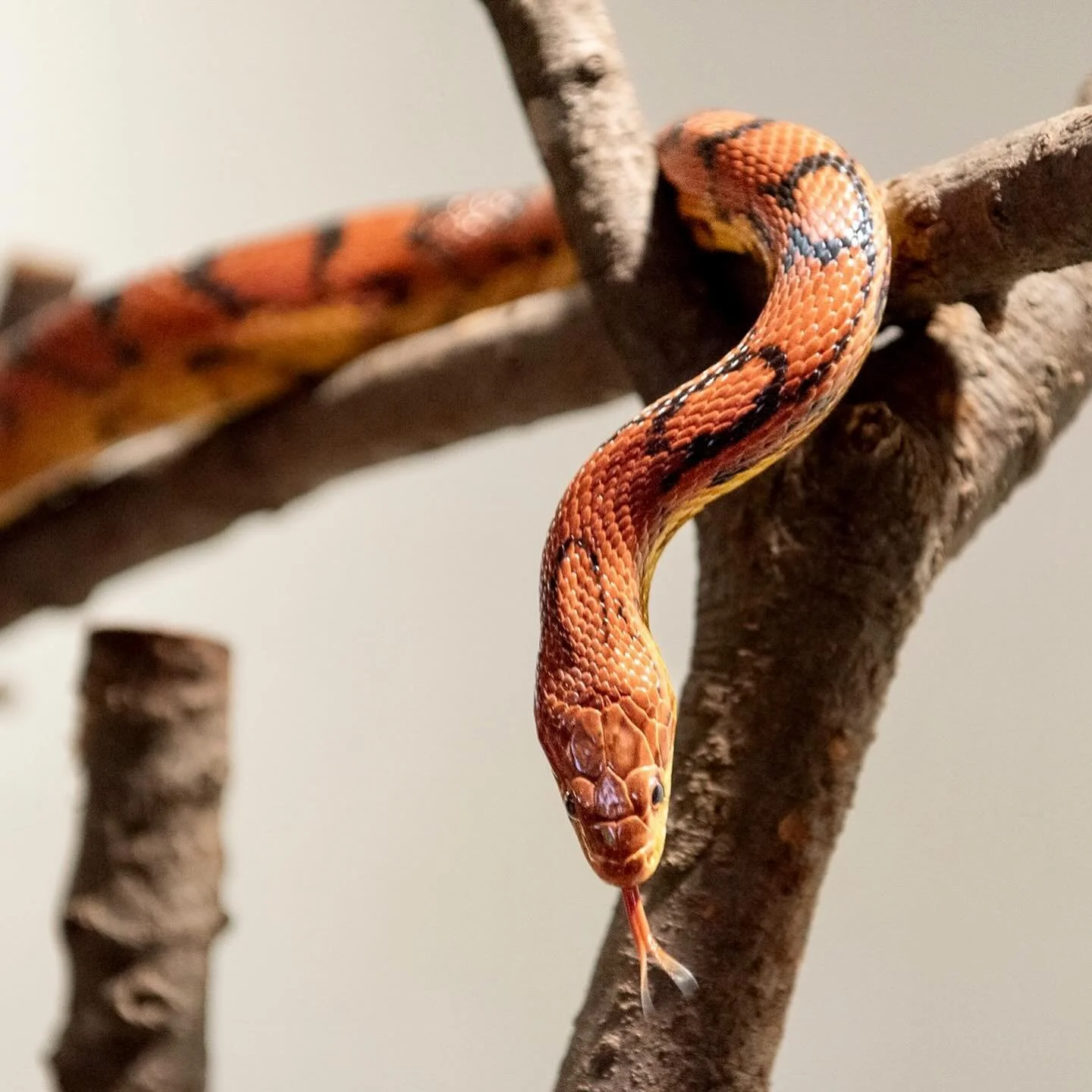 Only Zoo Atlanta can throw a networking soiree&rsquo; like this! We photographed the Atlanta Convention and Visitors Bureau&rsquo;s Connect event and got to take pics of snakes, elephants, owls, lizards and humans enjoying drinks &amp; bites from Pro