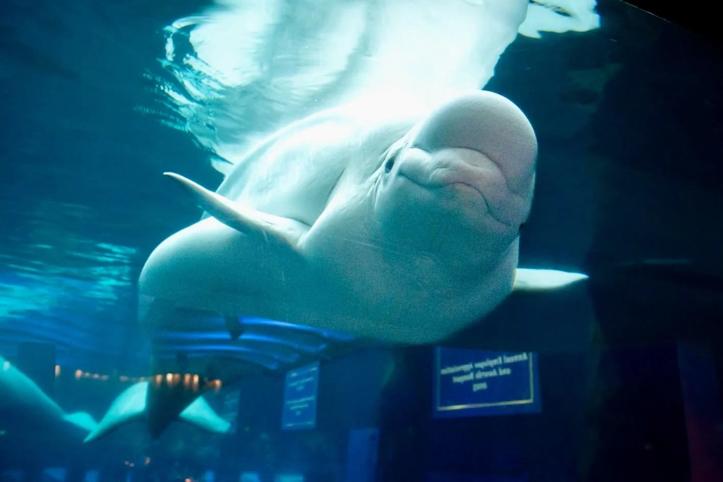We were greeted by the friendliest beluga whale ever at the Overhead Door of Atlanta annual employee event at the Georgia Aquarium! Then we were off to a new venue by Edge Design Group, The Sinclair, for the Associated Builders and Contractors annual
