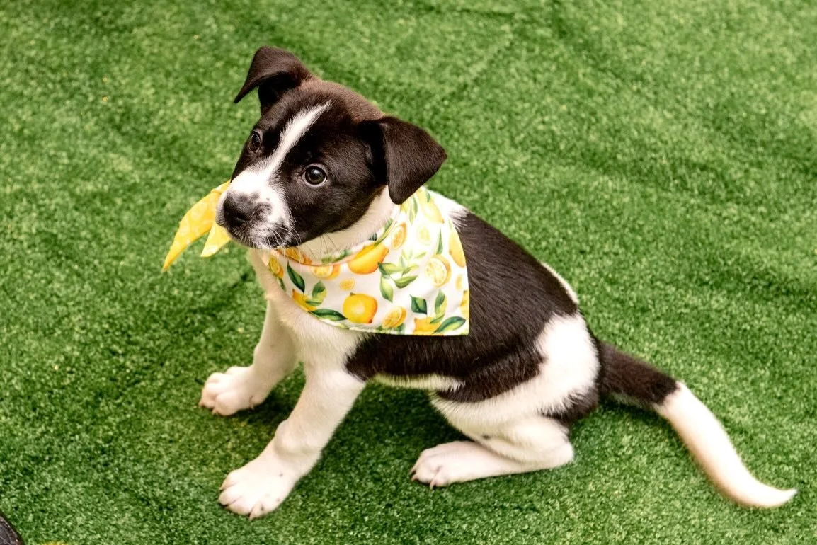 Puppies stole the show, but generosity took center stage. Scenes from the Atlanta Humane Society&rsquo;s 2026 Bow Wow Brunch, featuring a puppy playground, delicious brunch bites &amp; cocktails, a spirited live auction, emcee Monica Pearson and some