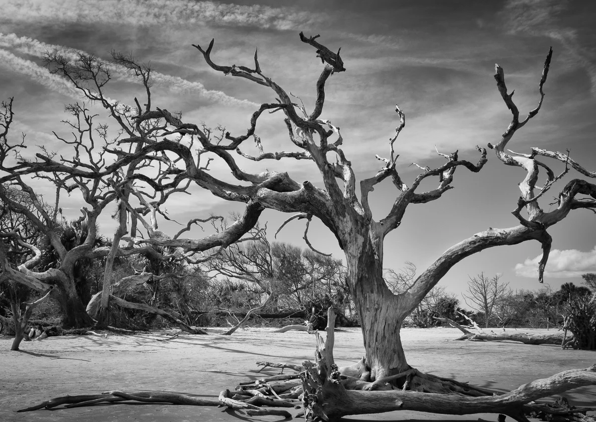 Black and white tree