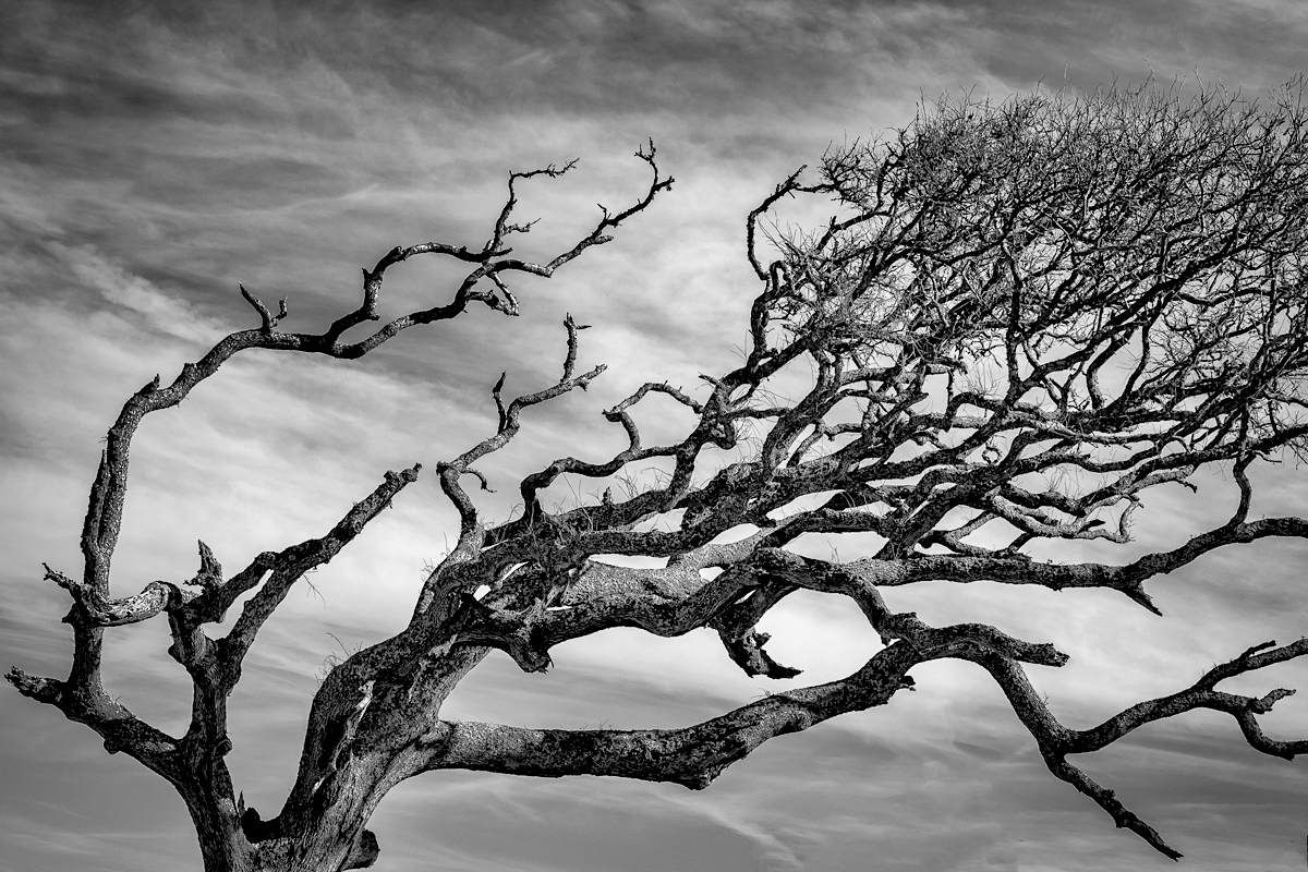 Windswept driftwood hair