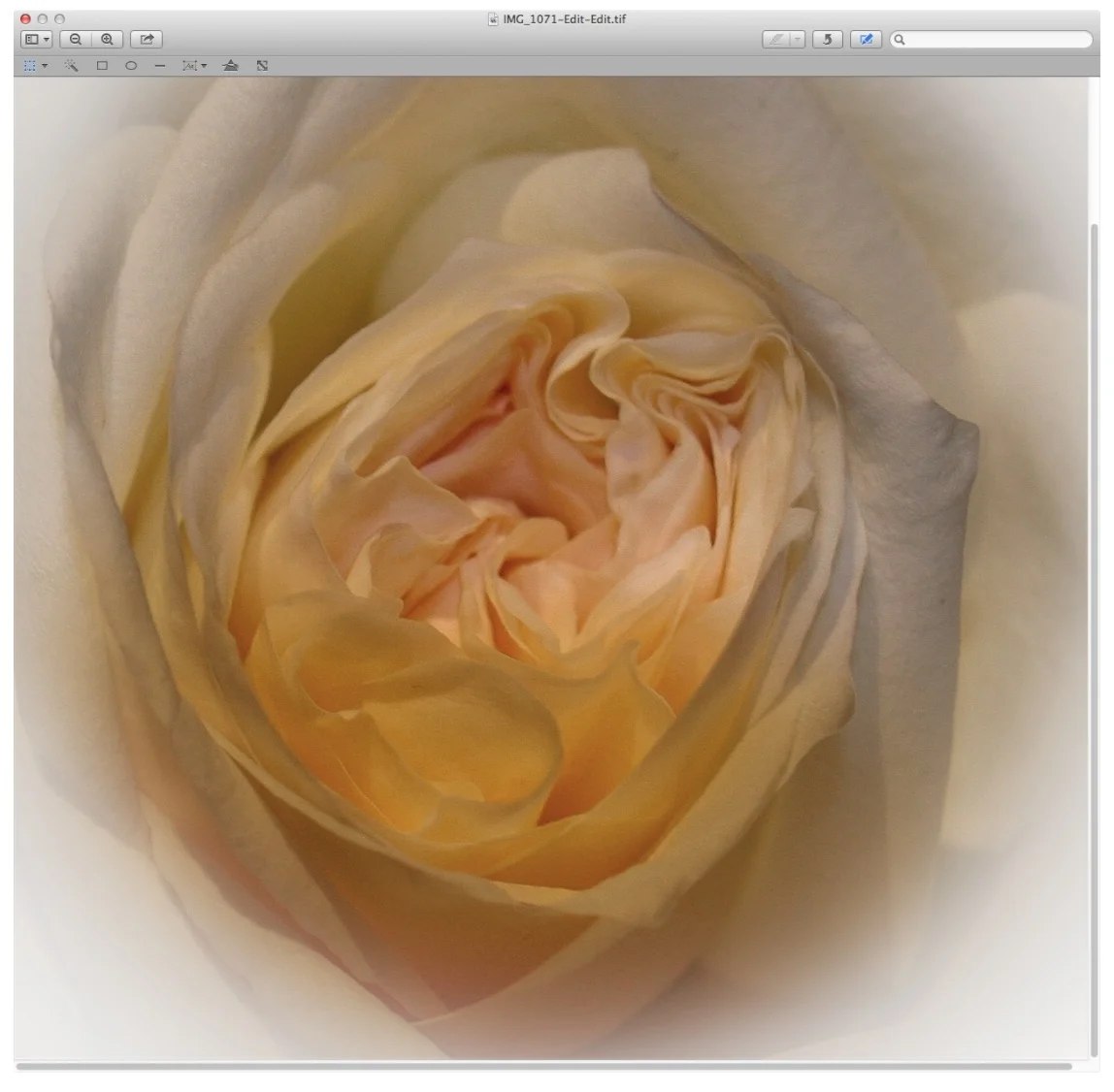 Rose 1