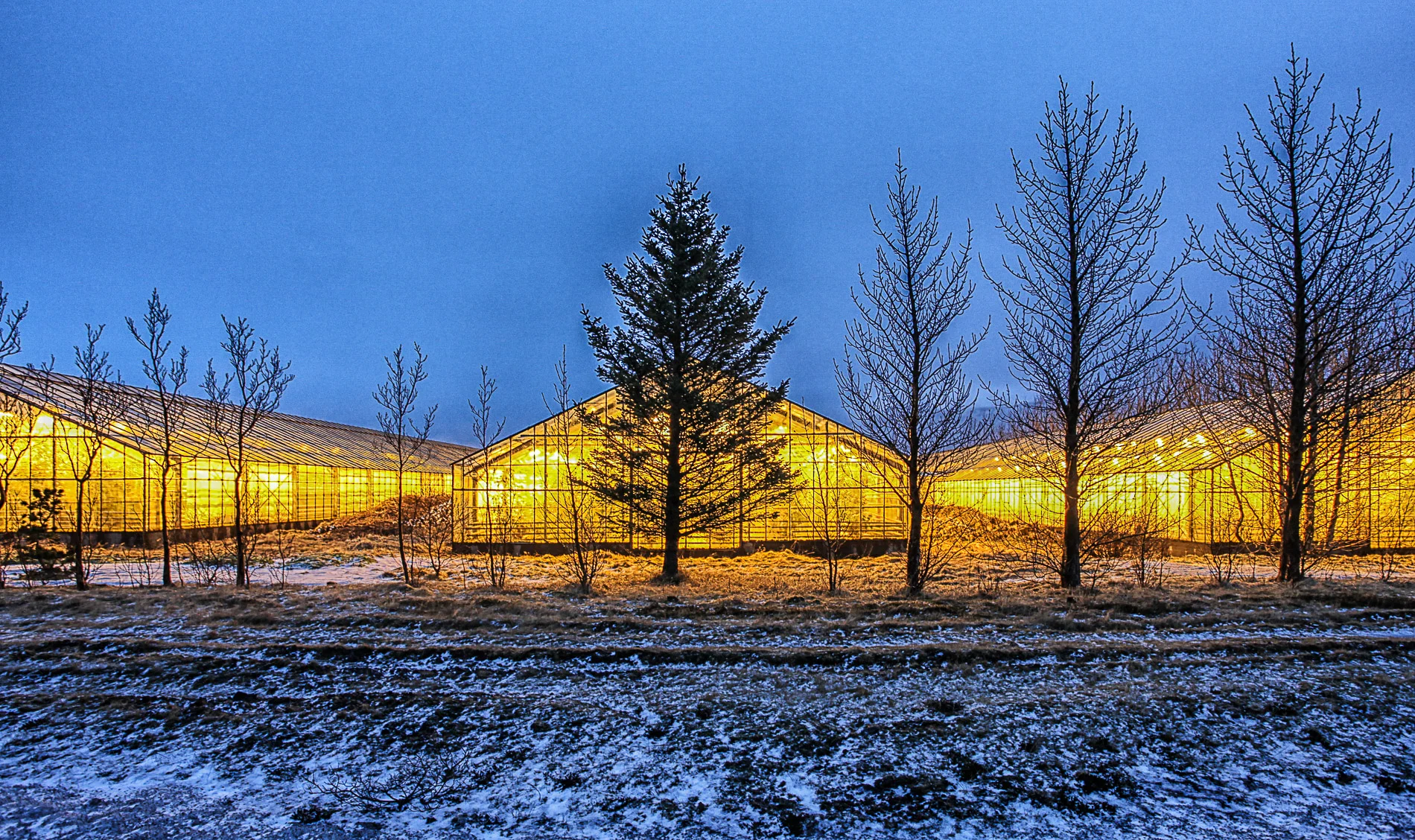 Trees1-1.jpg