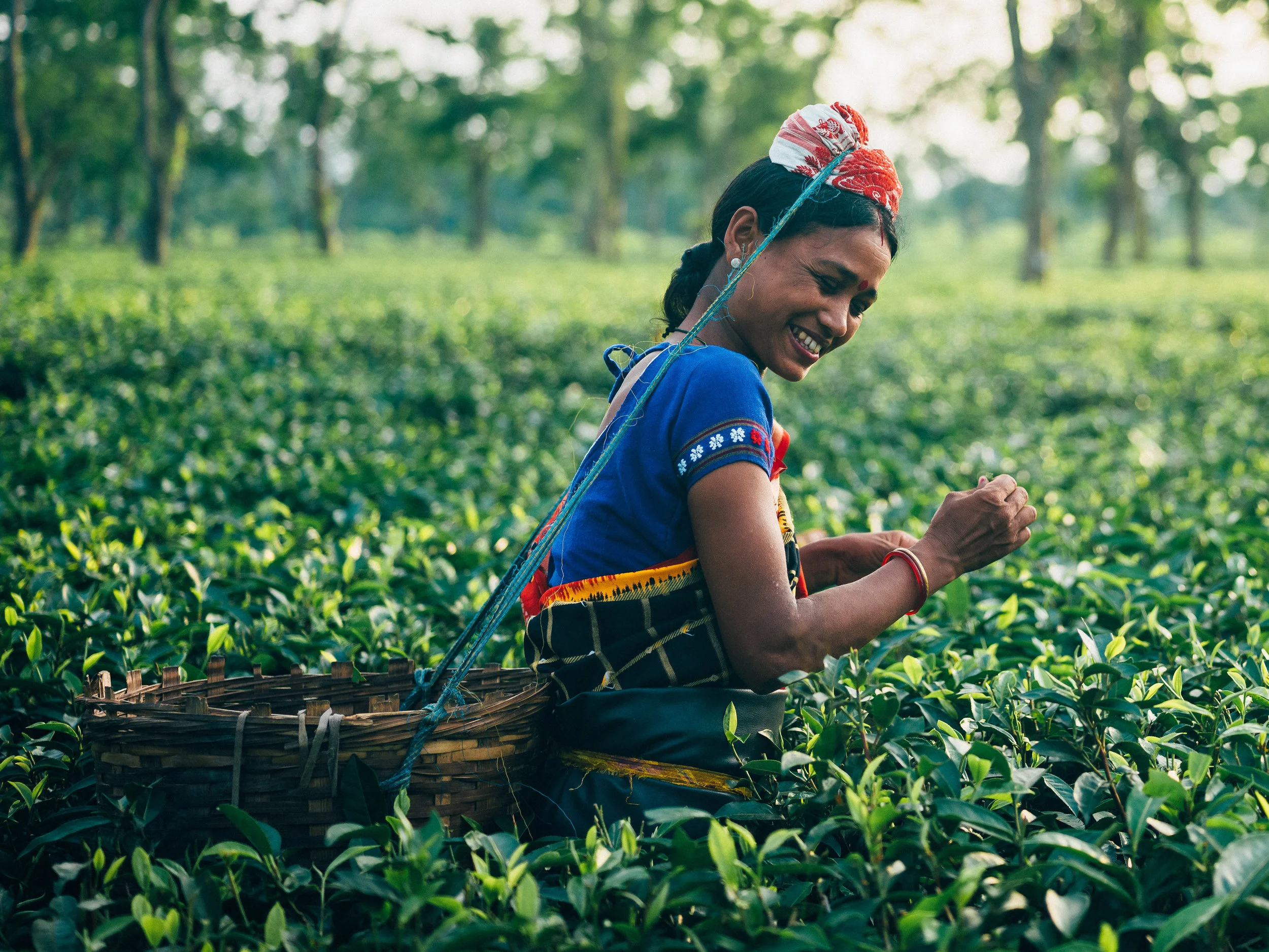 Honest Tea_Assam-89.jpg