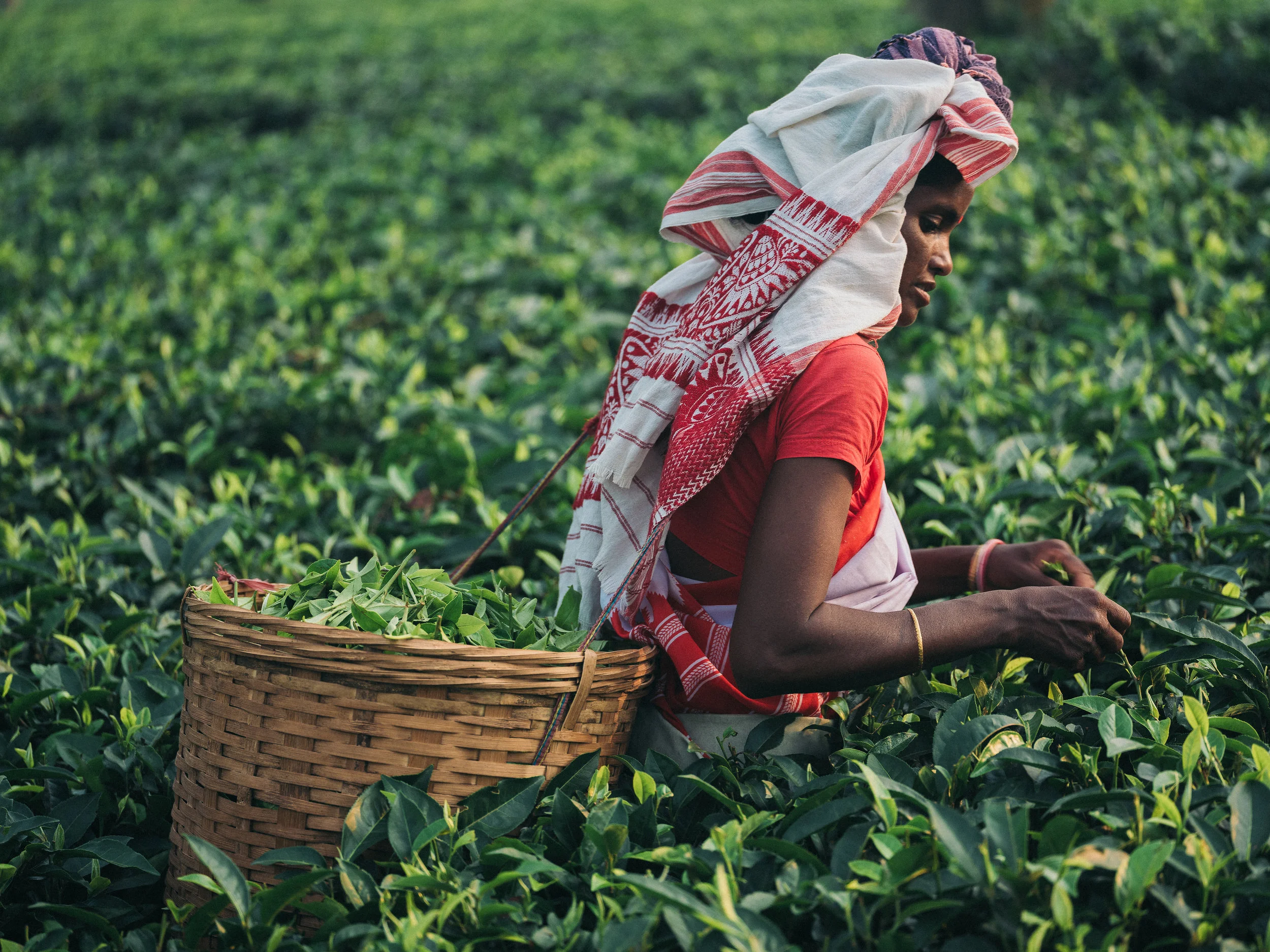 Honest Tea_Assam-95.jpg