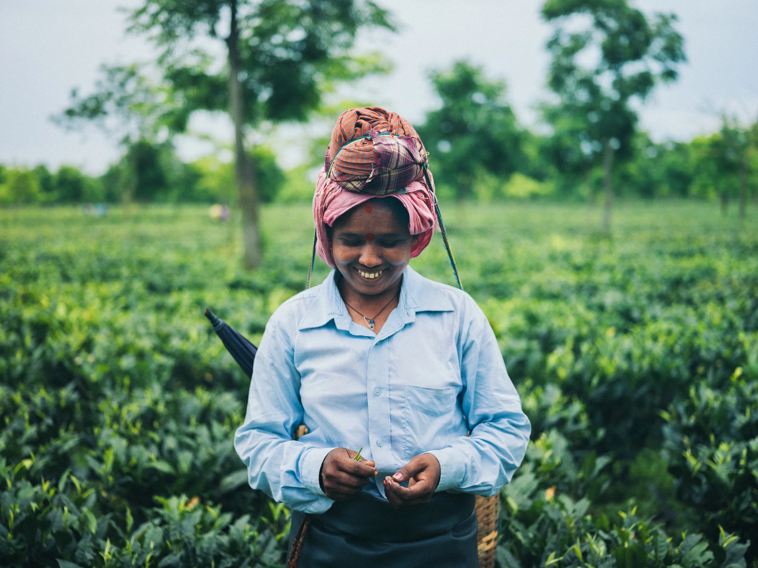 Honest Tea_Assam-8.jpg