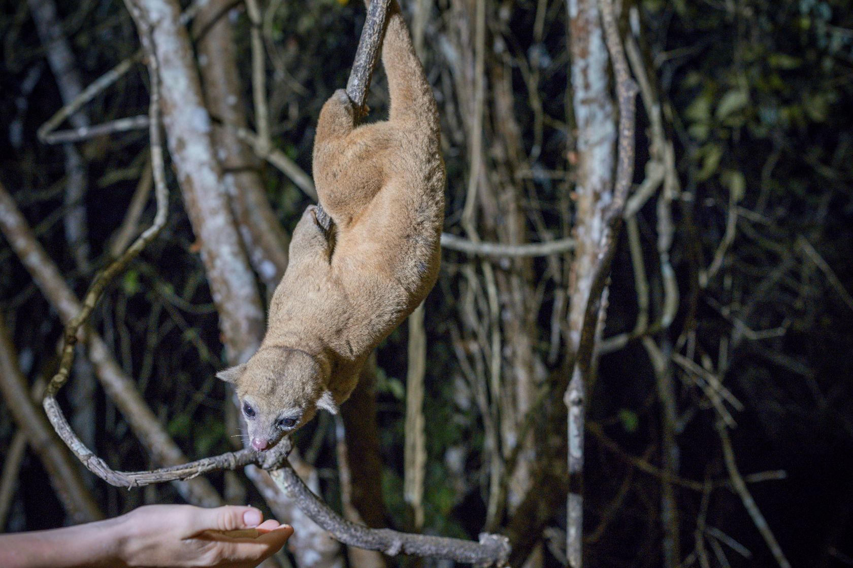 Copy of 2190418sssbz00_kinkajou-1005.jpeg