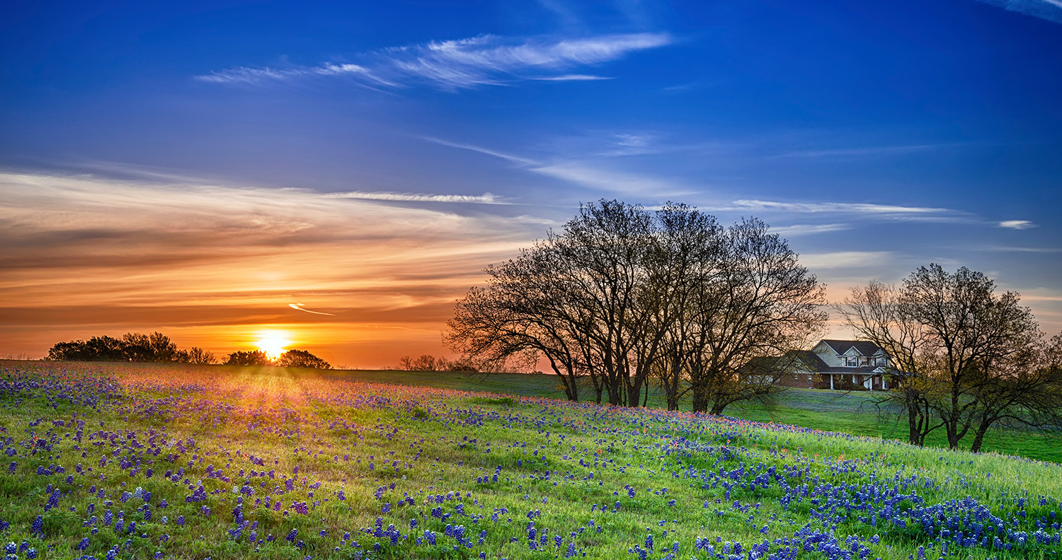 bluebonnets.jpg