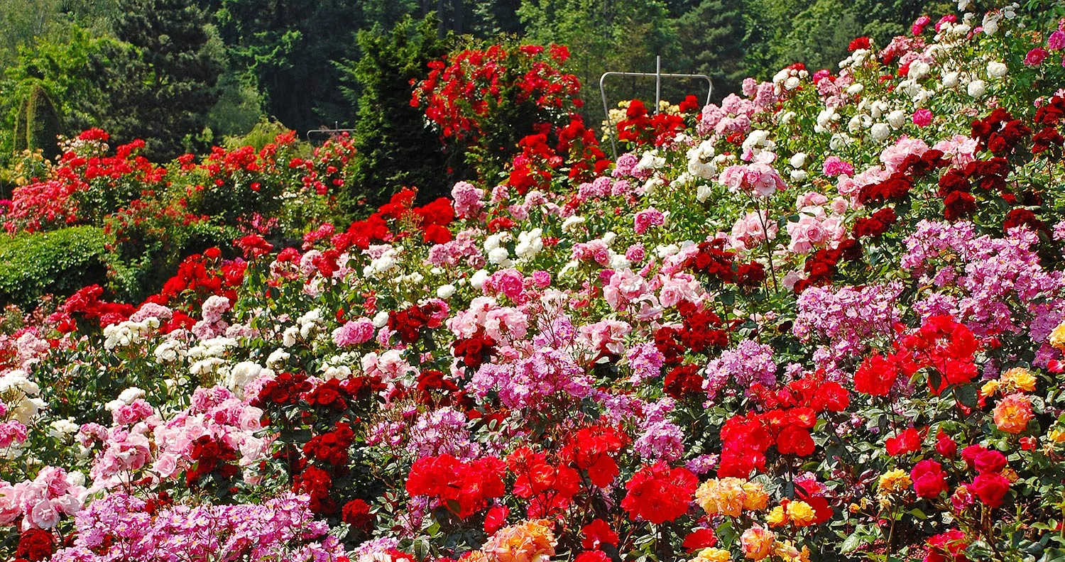 roses.jpg