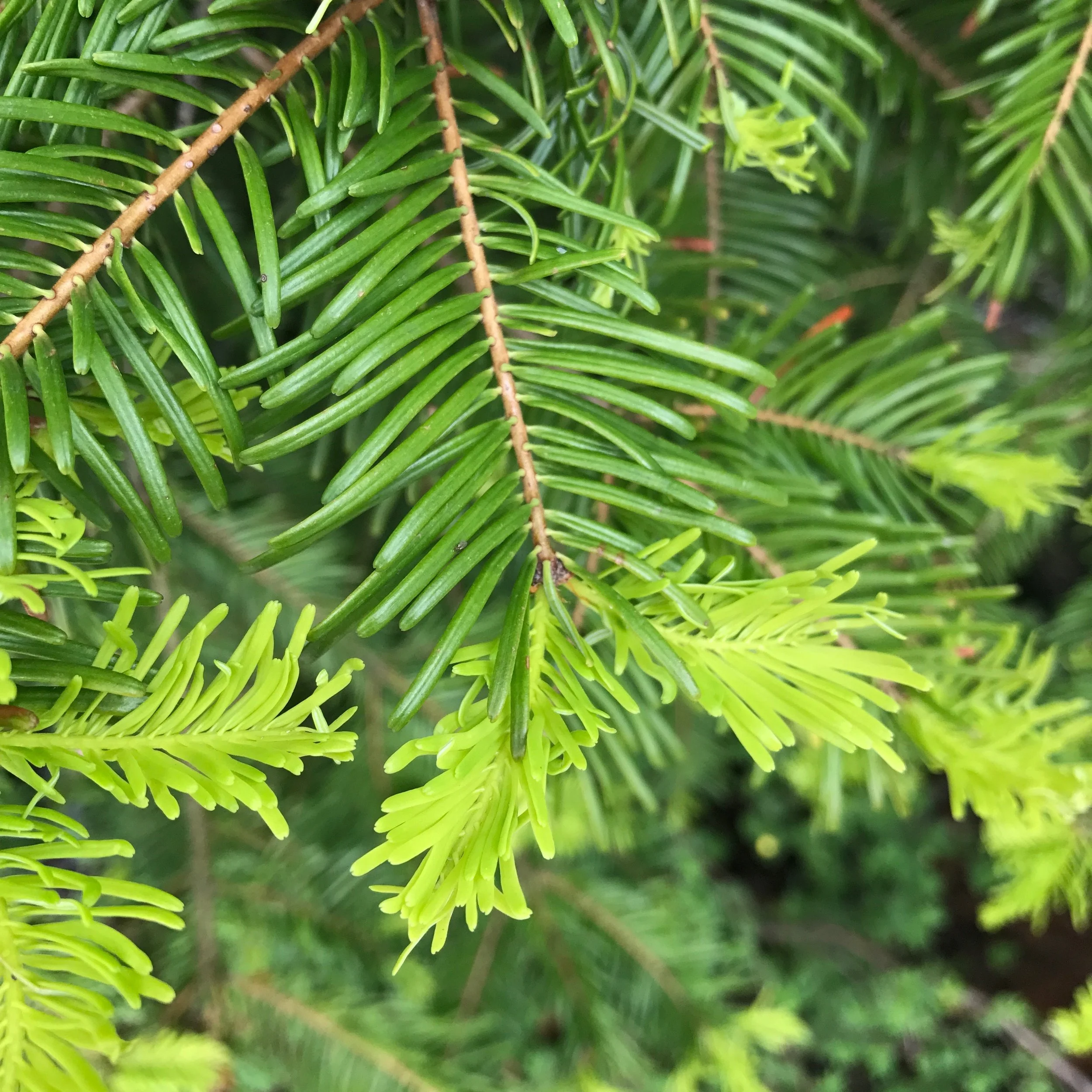 The Pantone color of the year is the color of green that represents new growth!