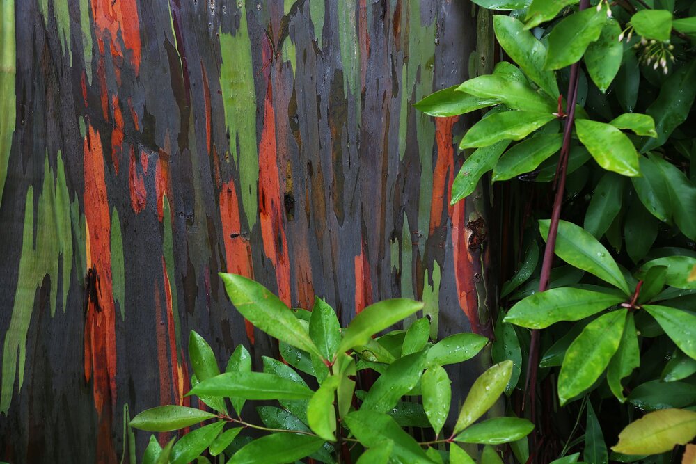 I’ll NEVER forget the first time I saw Rainbow Eucalyptus trees!