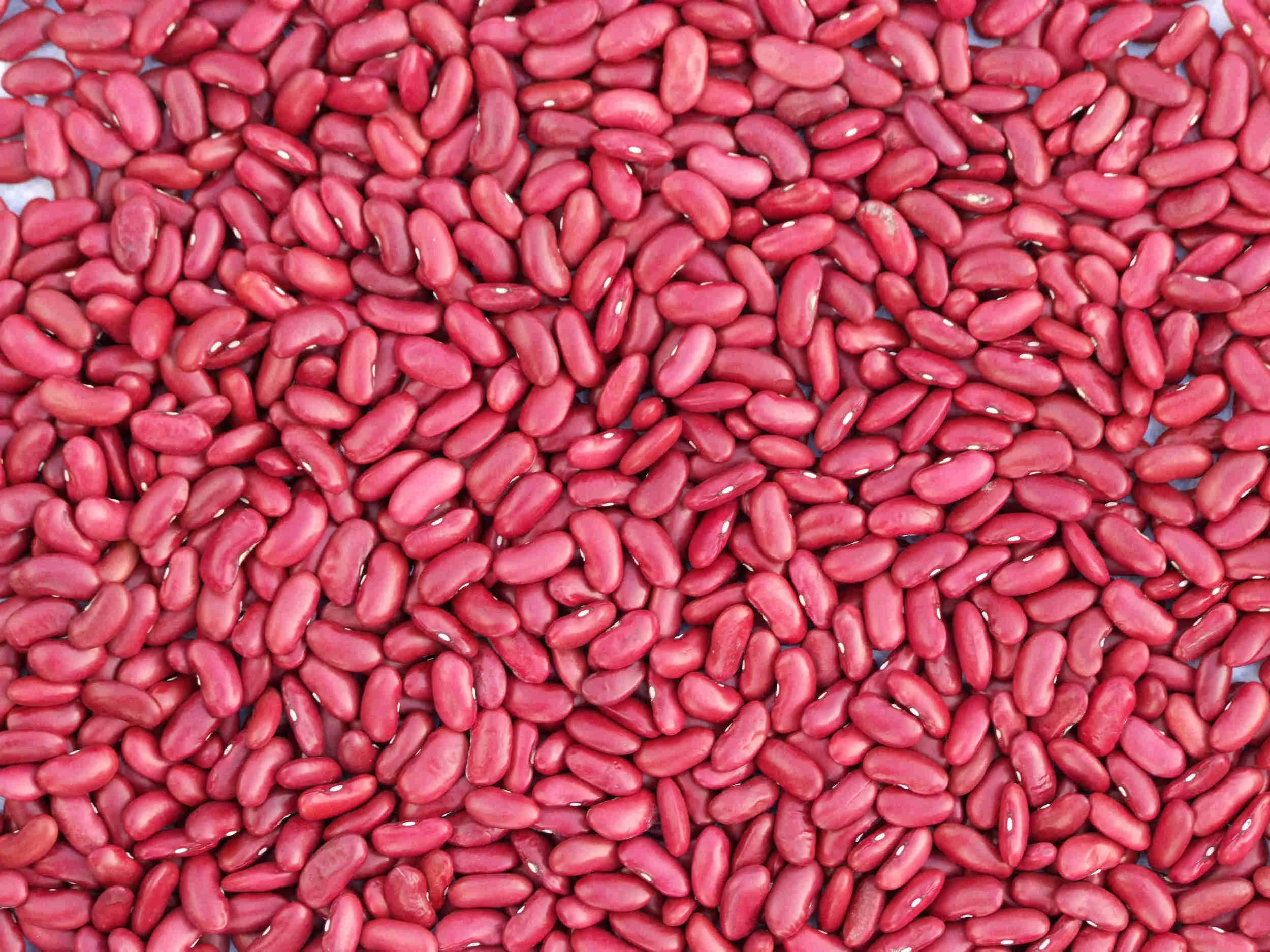 kidney beans.jpg