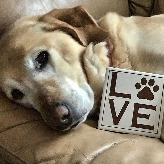 Love your pet coasters now available! #animallover #coasters #drinkware #doglovers #catlovers #homedecor #personalizedgifts #funideas #uniquegifts #paintthetown #interiordecorating #pttsigns