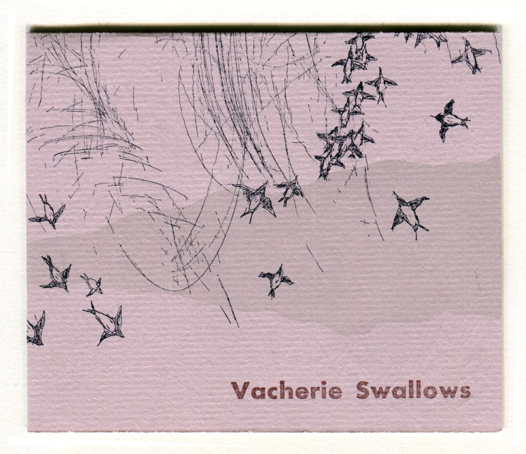 swallows005.jpg