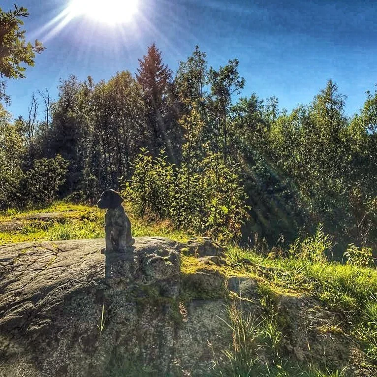 Visste du att du kan ta med hunden n&auml;r du bor hos oss? 👍 Vi har 3 hundrum! Bokas i f&ouml;rv&auml;g (mindre till&auml;gg tillkommer). #V&auml;lkommenhugo #&aring;resweden #h&ouml;stlov