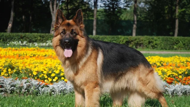 A 50 minutes visit is perfect for a high energy dog, offering the same services as our regular walk with an extra amount of time!