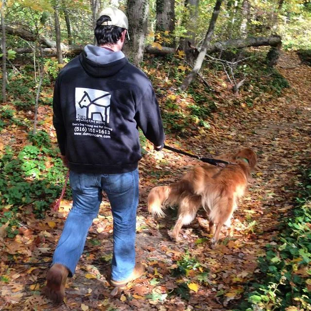 Dan walking his golden retrievers, Kyle and Caleb