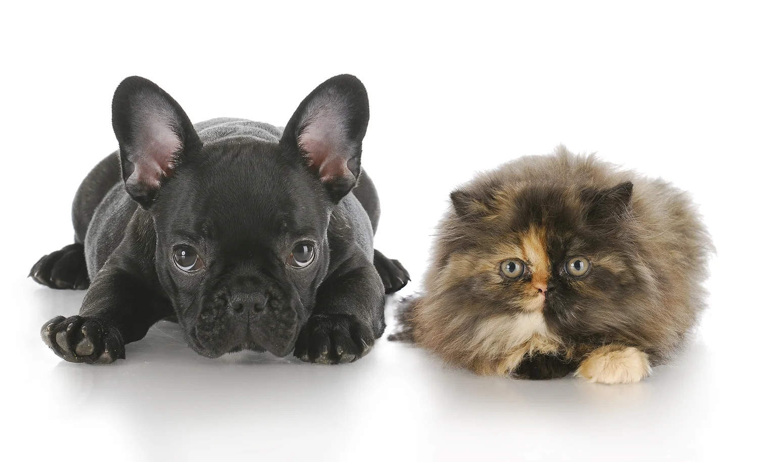 bigstock_Puppy_And_Kitten_Laying_Down_9884936.jpg