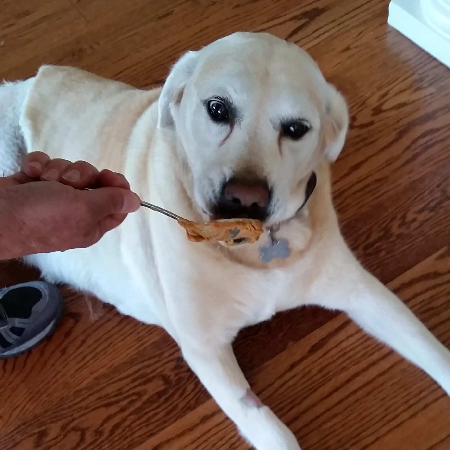 Maggie doesn't ask questions when there's peanut butter involved!