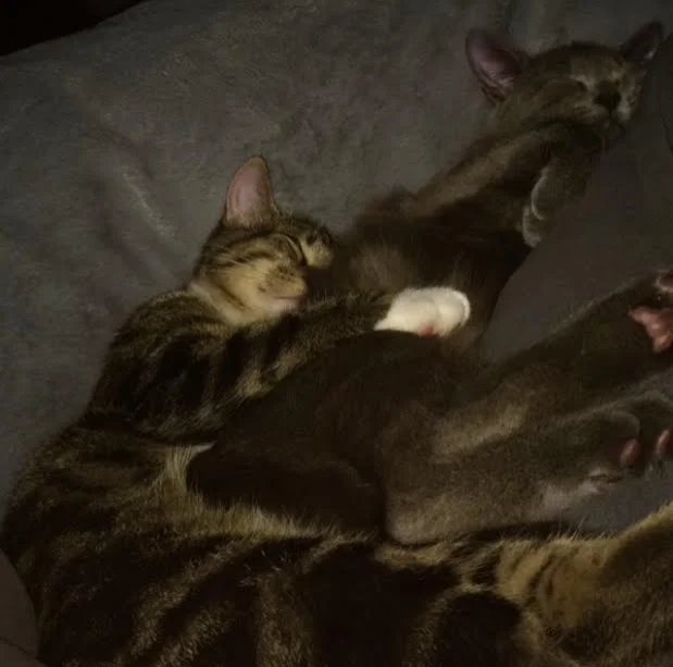 Odie ( left) Marcus ( right ) 