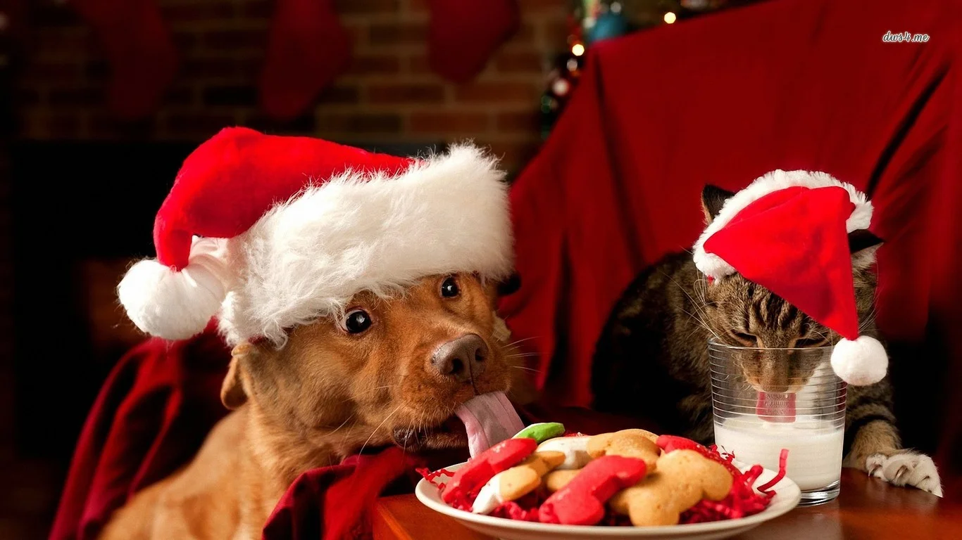 xmas cat and dog eating.jpg