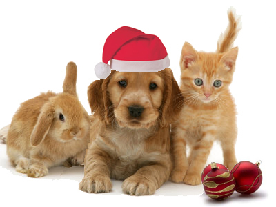 Keeping Your Pets Safe This Christmas — Dan's Pet Care