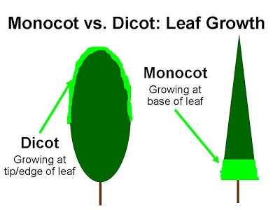 The dicot plant grows from the tip of the leaf, making it susceptible to uncontrollable growth when coming in contact with 2,4-D. Growing from the base of the leaf, the monocot plant is unaffected.