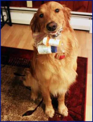 Psychiatric service dog, Bradley, reminds his owner to take their medication!