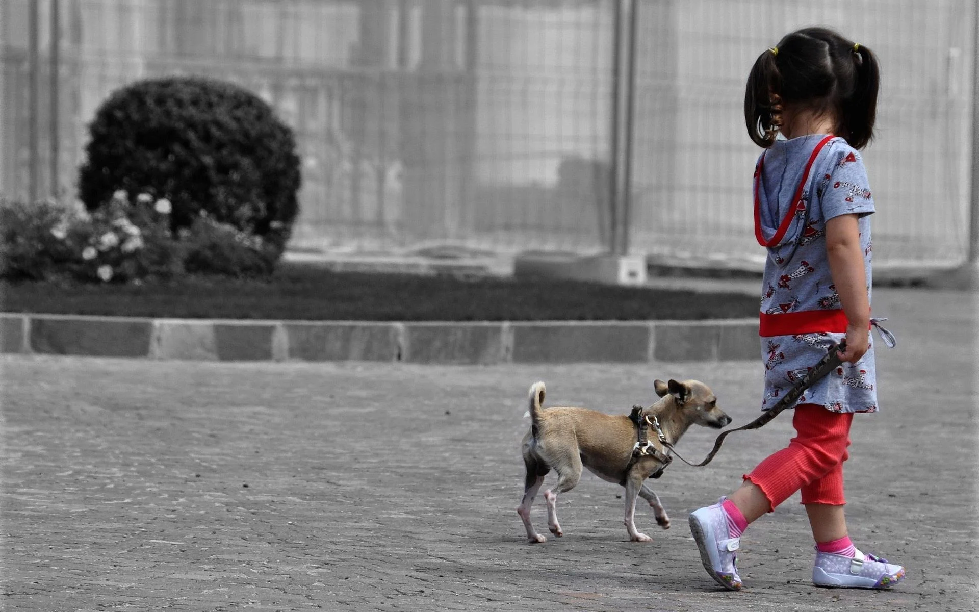 walking-dog-baby-awesome.jpg