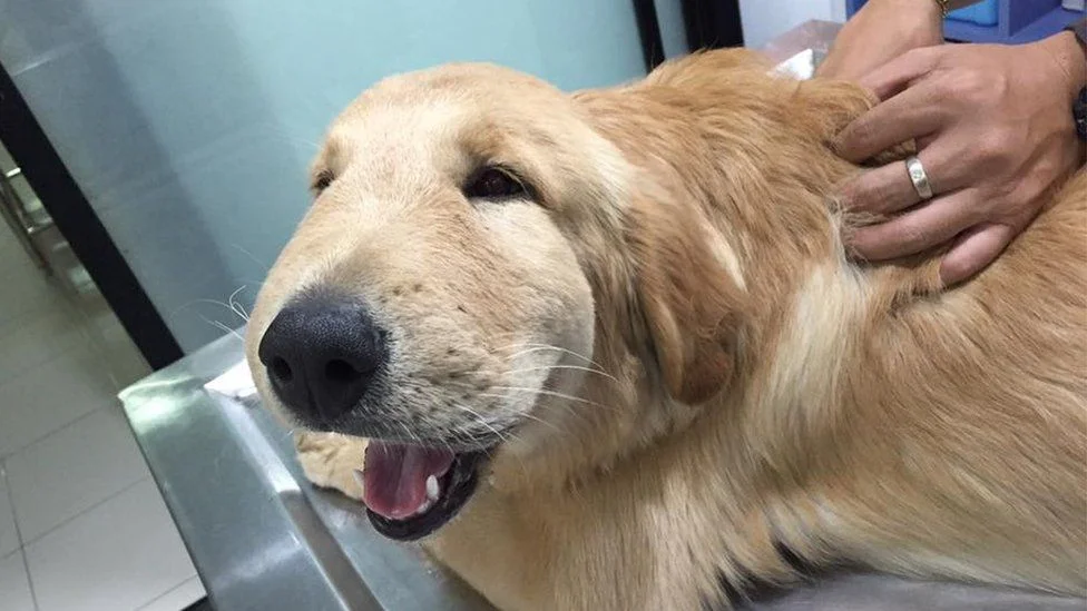 dog wasp sting benadryl