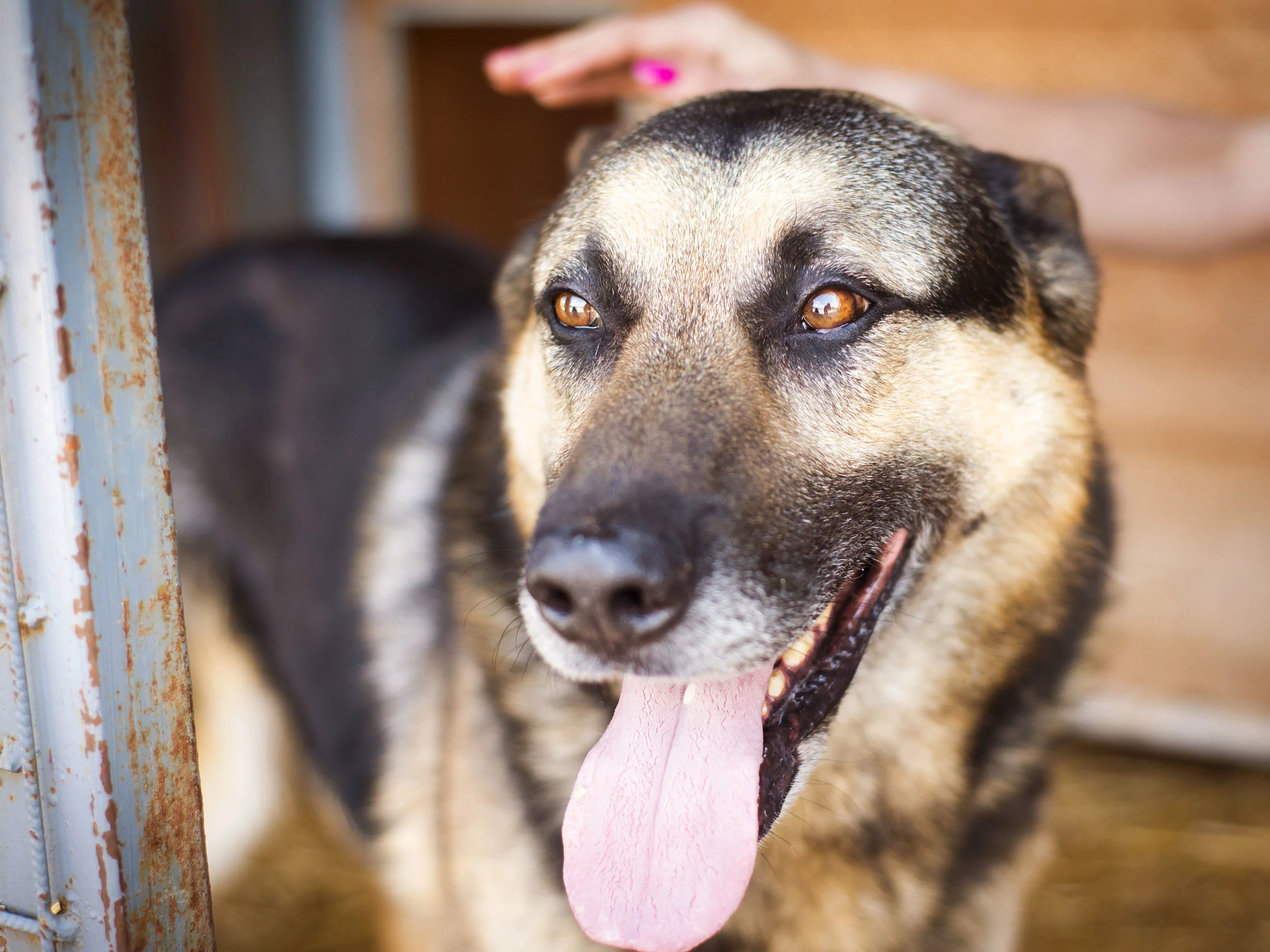 dans dog walking rescue dog blog how pets work.jpg