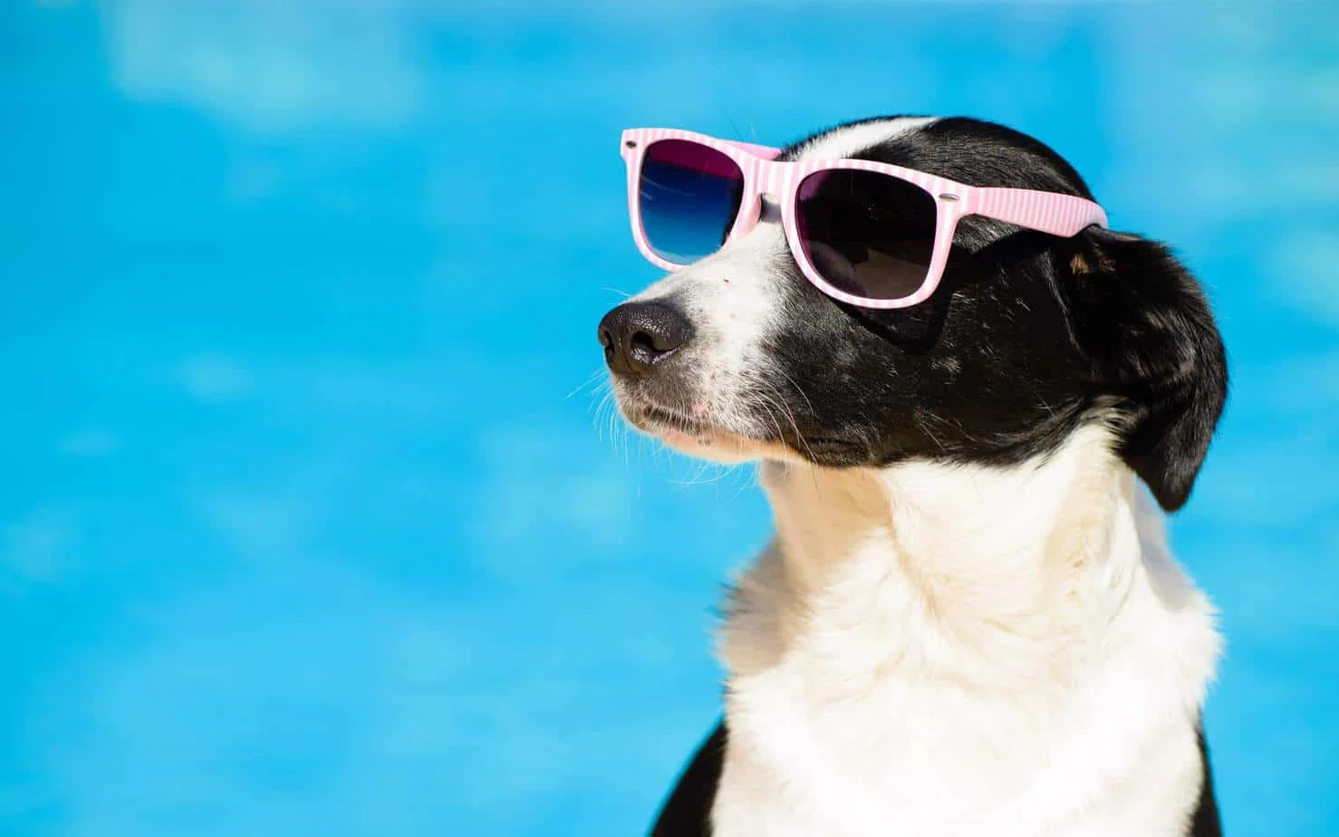 HOW YOU CAN HELP YOUR PUP DEAL WITH SUMMER HEAT!