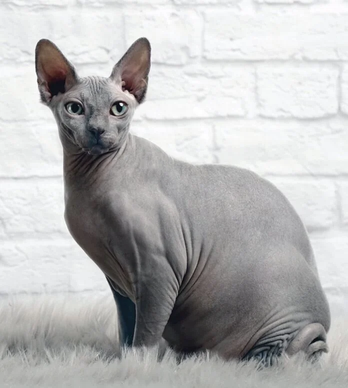 History Of The Hairless Cat Sphynx Dan s Pet Care History Of The Hairless Cat Sphynx Dan s Pet Care