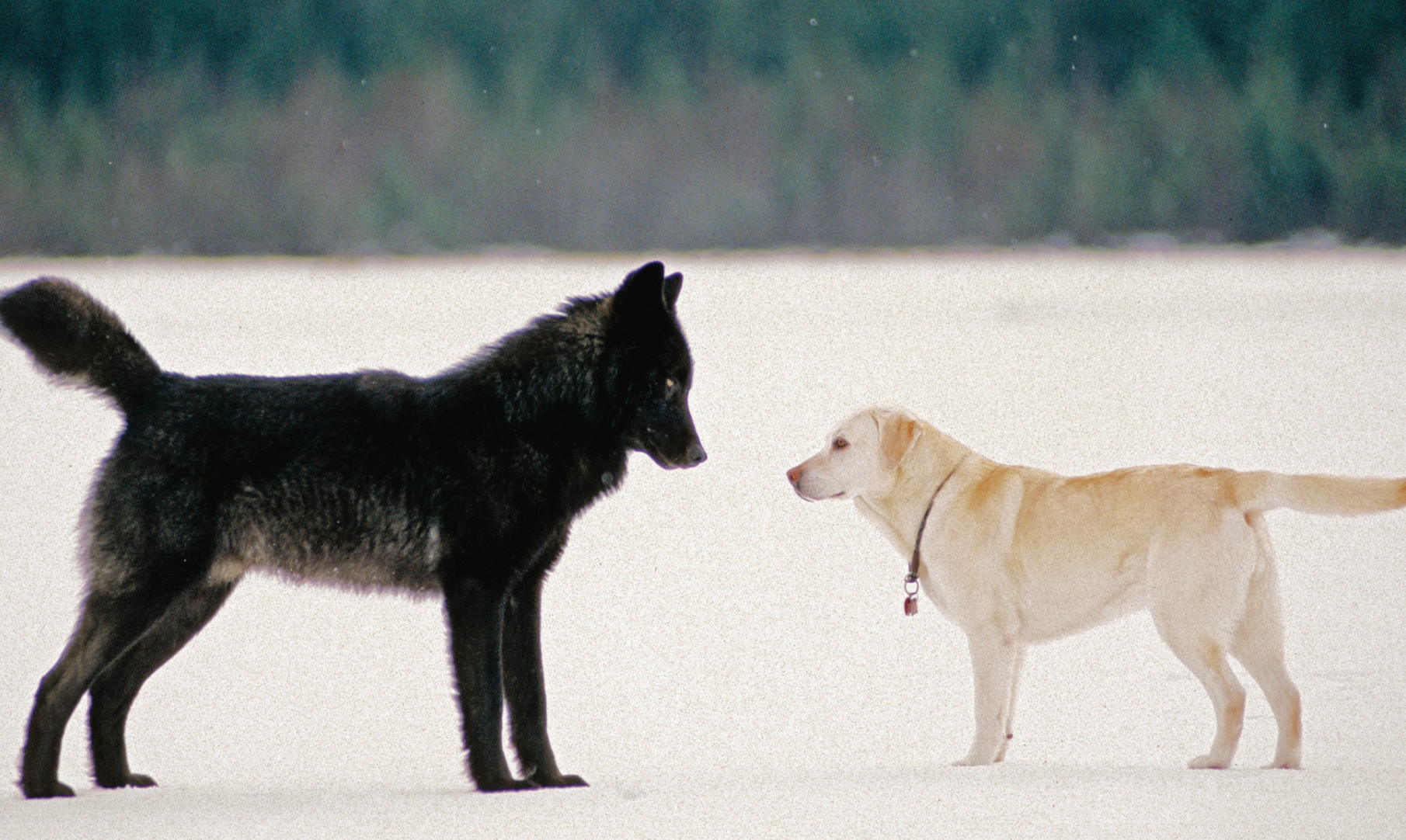 Romeo: The Friendly Wolf