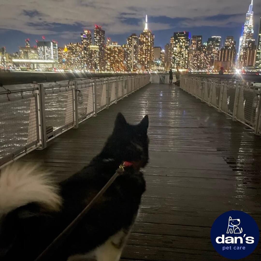 &quot;The city lights are calling me to explore!&quot; 🌃 🐕