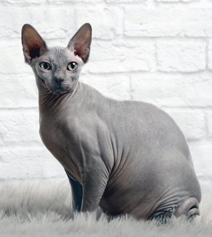 History of the Hairless Cat | Sphynx — Dan's Pet Care