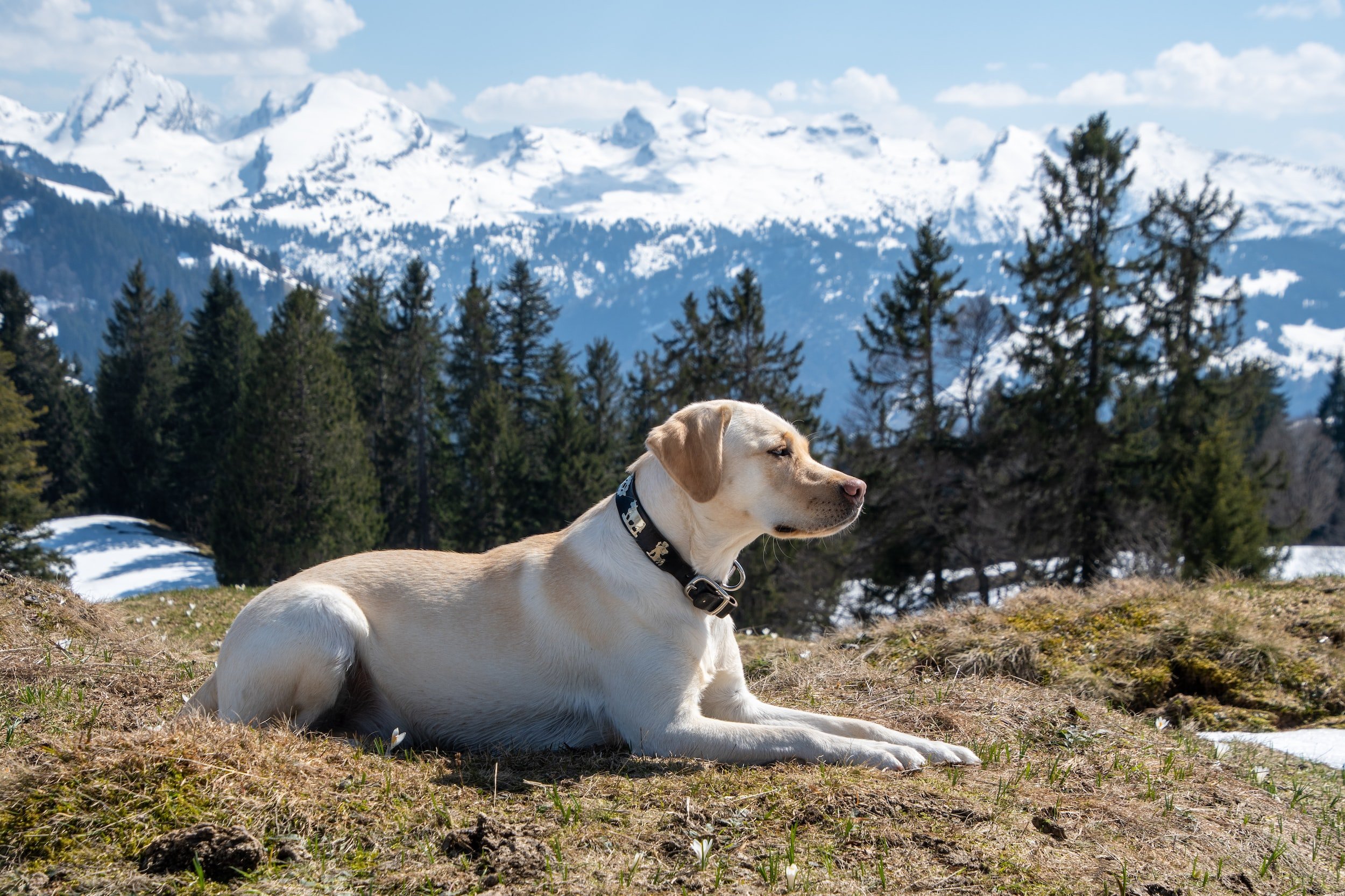 The History of Labrador Retrievers Dan s Pet Care