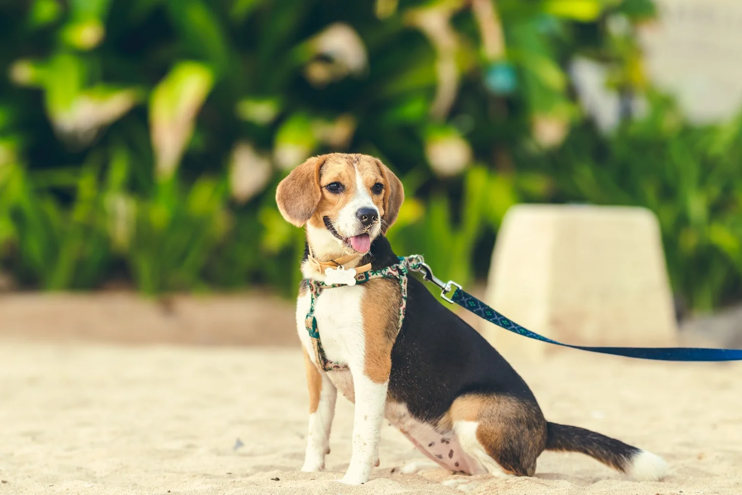 Is Beagle a Hound Dog: Unveiling the Truth About This Breed