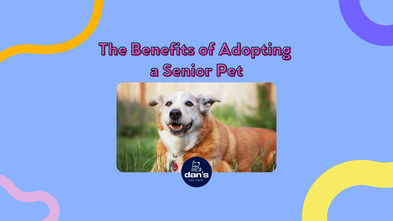 The Benefits of Adopting a Senior Pet Why Older Animals Make Great