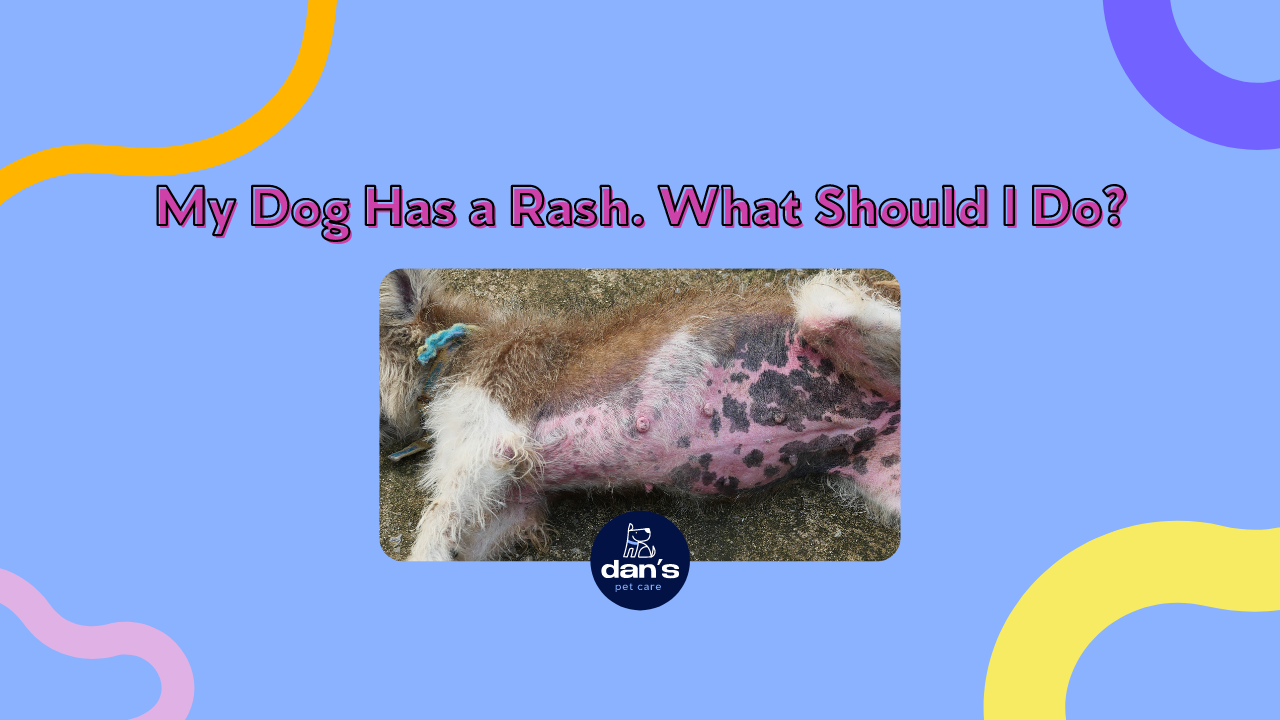 My Dog Has a Rash. What Should I Do? — Dan's Pet Care