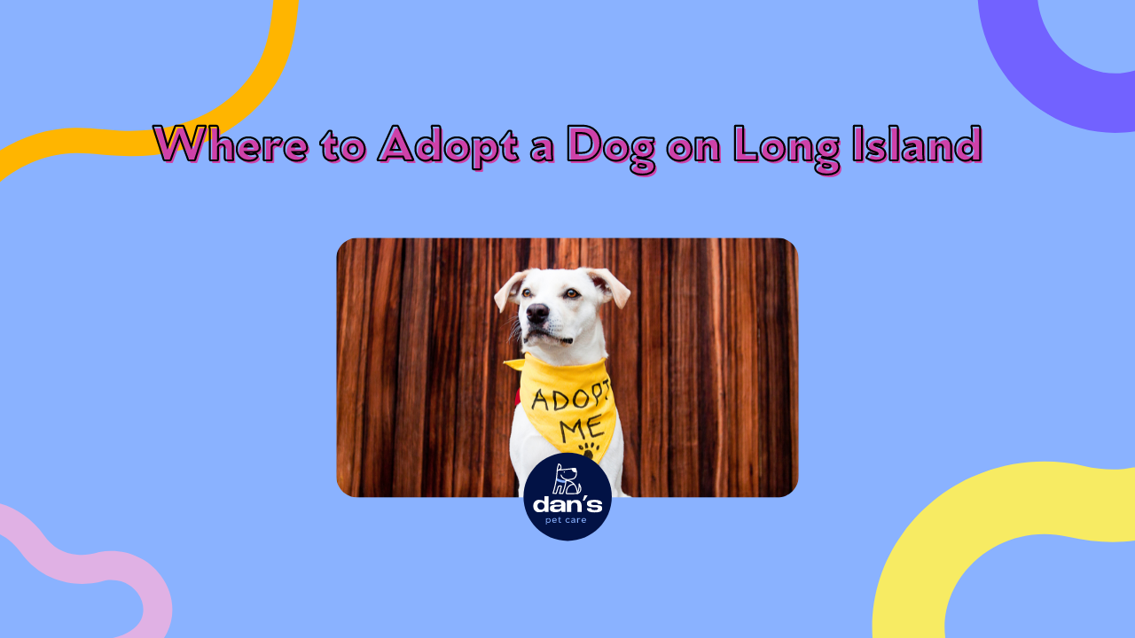 Where to adopt a dog on Long Island